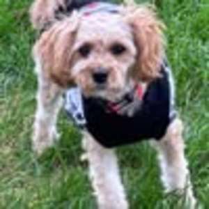 Meet your Posher, Mark